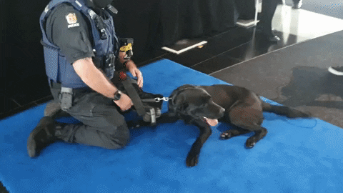 NZ Police Dogs at the AML Summit